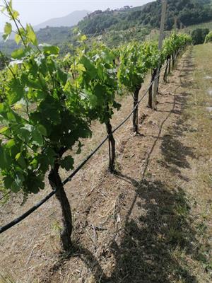 Uva da Vino di Alta Qualità