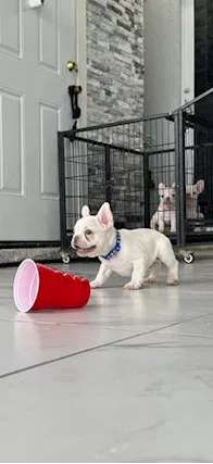 Cuccioli di Razza bulldog francese - Foto 3