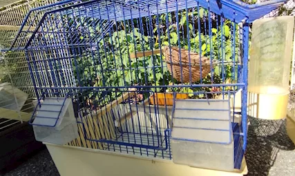 Gabbia uccelli (colore blu)