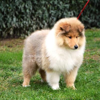 Cuccioli Pastore Scozzese / Rough Collie / Lassie