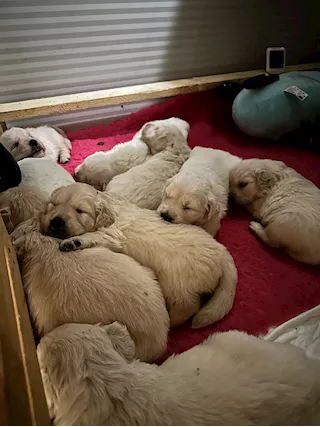 Cucciole di golden retriever