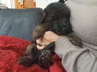 Cuccioli Razza pastore tedesco, a pelo corto - Foto 3