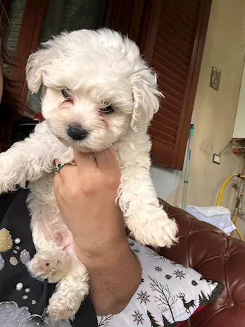 Cuccioli maltesi