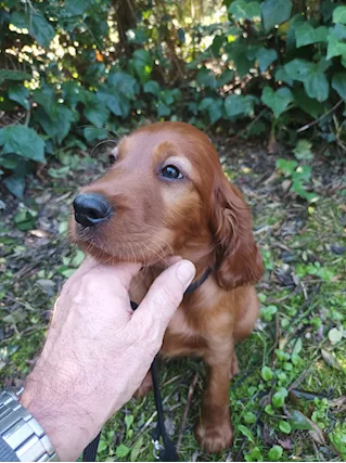 Setter irlandese cucciola - Foto 5