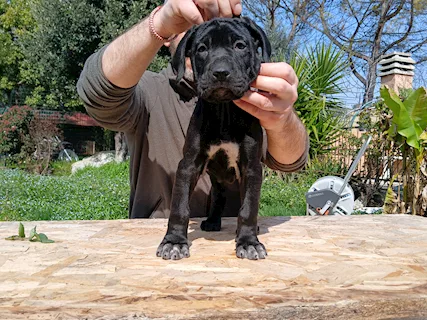 Cuccioli di Tosa - Mastini Giapponesi - Foto 4
