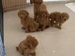 Regalo Barboncino da affidare a famiglia amorevole
