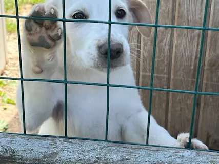 Cuccioli maschi 2 mesi e mezzo mix Labrador - Foto 5