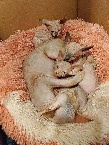 Sphynx - Disponibili cuccioli di Sphynx nati