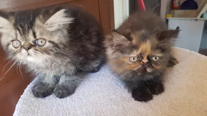 tre bellissimi gattini persiani