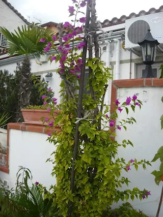 Foto - 9