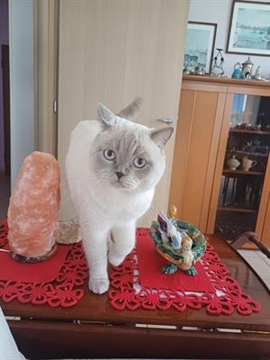 Scottish straight maschio per accoppiamento