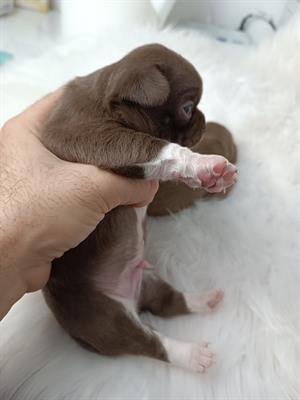 Chihuahua cuccioli pedigree - Foto 6