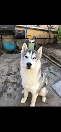 Siberian husky da monta con pedigree cerca femmina