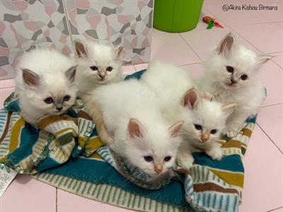 Cuccioli Sacri di Birmania