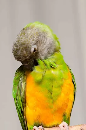 Senegal. coppia riprodutiva