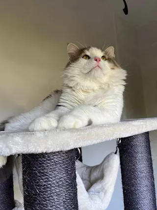 Gatto Razza siberiano - Foto 5