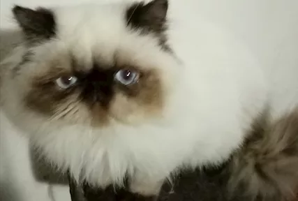 Gatti Persiani pura razza