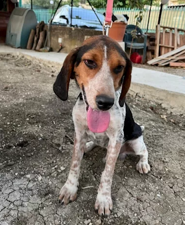Mix Beagle 2 anni kg12 aspetta da 1 anno.SICILIA - Anteprima 1