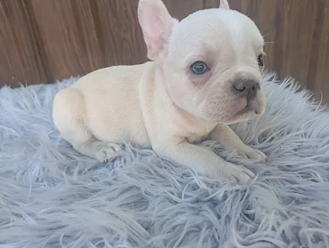 Bulldog Francese merle tan