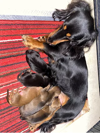 Bassotti cuccioli