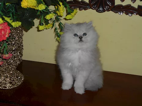 Persiano Chinchilla Silver