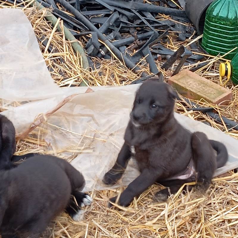 Foto 4Cuccioli - A veri amanti animali regalo questi