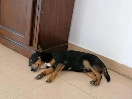 Beagle - Leo cane di piccola taglia tenuto