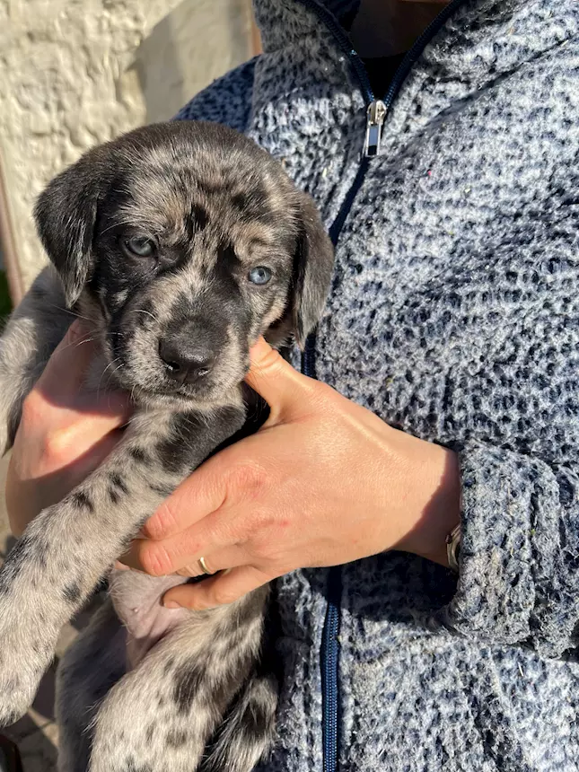 Foto 5 Cuccioli in cerca di una famiglia