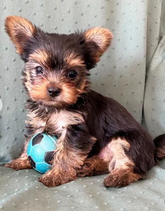 Cuccioli Yorkshire terrier