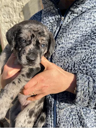 Cuccioli in cerca di una famiglia - Foto 5