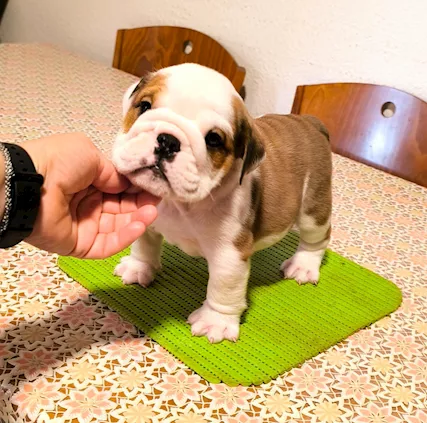 Bulldog inglese