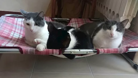 Piuma, micia molto dolce e sofficissima, tipo abitazione - Anteprima 5