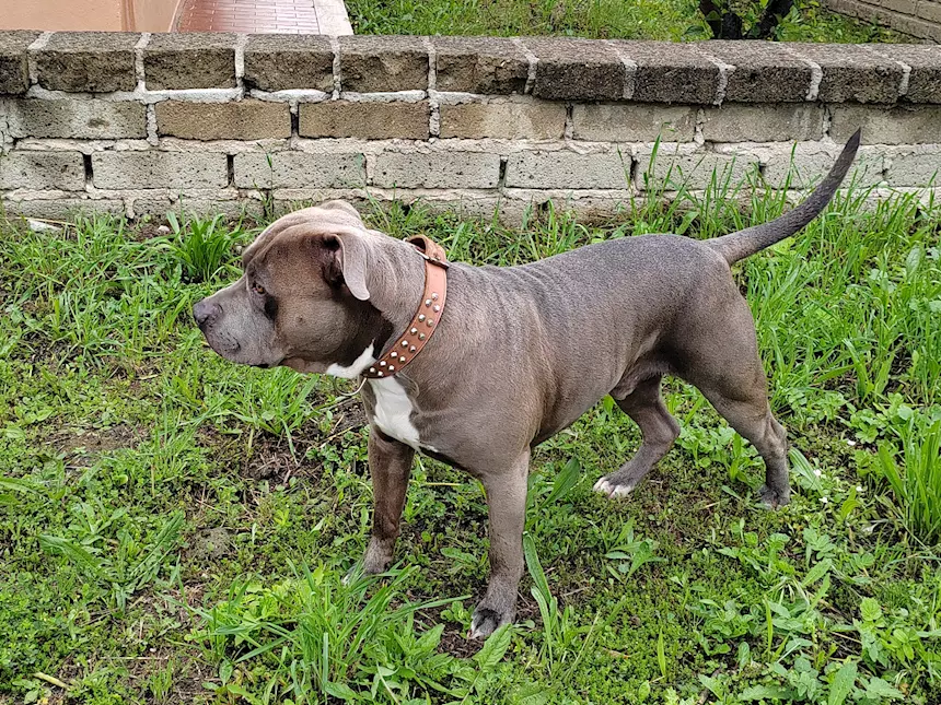 Splendido Amstaff cerca compagna
