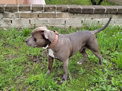 Splendido Amstaff cerca compagna - Anteprima 1