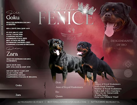 Cuccioli disponibili figli di importanti campioni