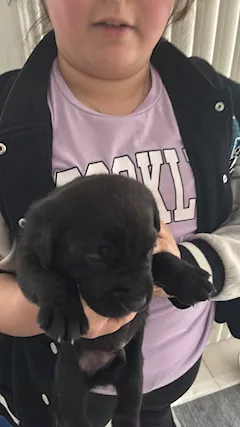 Cuccioli Razza Labrador - Foto 6