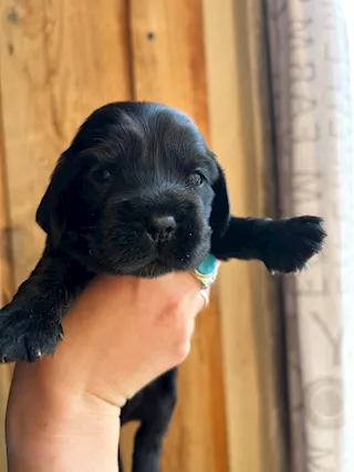 Cuccioli Cocker Spaniel con Pedigree