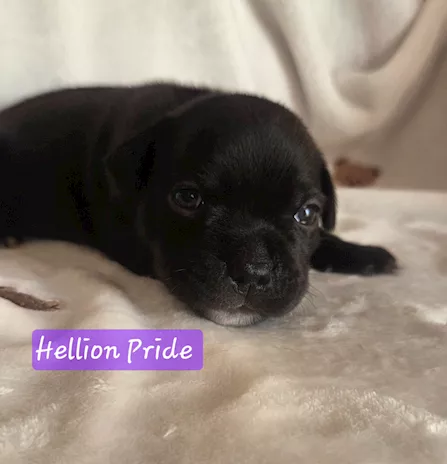 Staffordshire Bull Terrier cuccioli