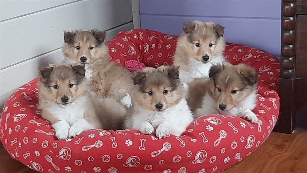 WEVENI Orecchini A Forma Di Cane Pastore In Acrilico | Pendenti Ipoallergenici Marroni 33x33 Mm | Regalo Per Amanti Dei Cani - 3