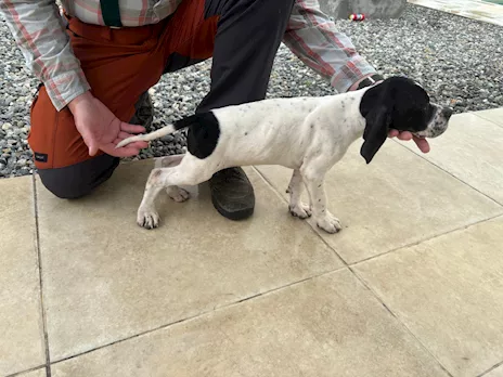Pointer - Disponibile cucciolo di Pointer. Madre