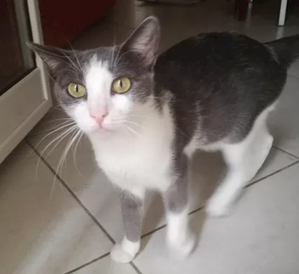 ROSALIA una gattina perfetta