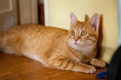 NALA la principessa cerca casa
