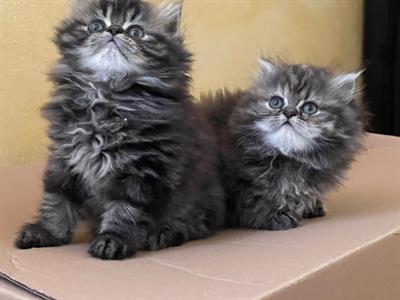 Cuccioli persiani