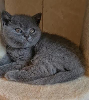 Cuccioli Razza British Shorthair - Foto 4