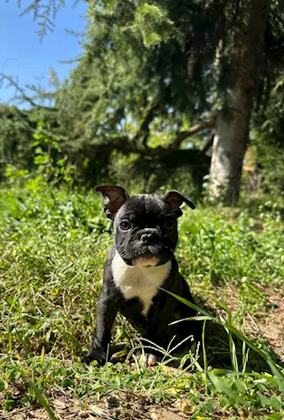 Cuccioli di Bulldog Francese con Pedigree ENCI, genitori visibili - Foto 3