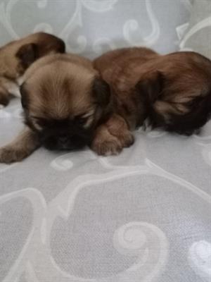 Cuccioli di pechinese tibetano - Foto 3