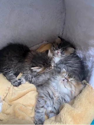 Gattini Persiani