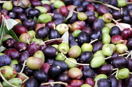 Olio d'oliva extravergine - Foto 3
