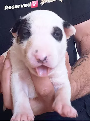 Bull terrier standard cuccioli - Foto 6