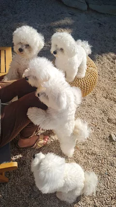 Vendita urgente di cuccioli di Bichon Frisé